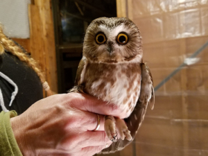 Banding a Northern Saw-whet Owl