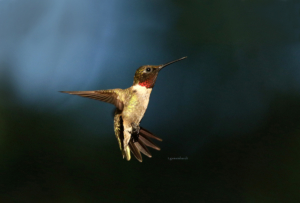 Ruby-throated Hummingbird Adult Male photo by Teresa Gemeinhardt
