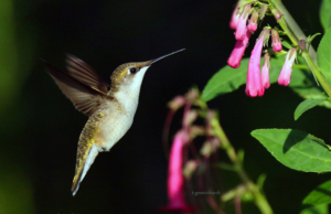 Ruby-throated Hummingbird photo by Teresa Gemeinhardt