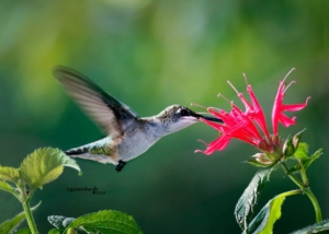 Ruby-throated Hummingbirds photo by Teresa Gemeinhardt