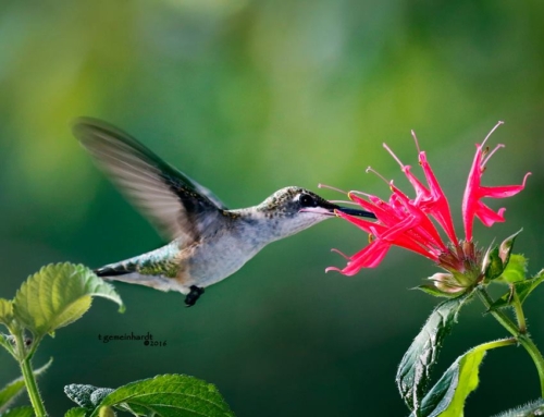 2022 Ruby-throated hummingbird season recap….