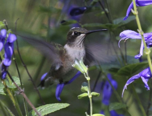 The 2021 hummingbird migration banding season has begun…