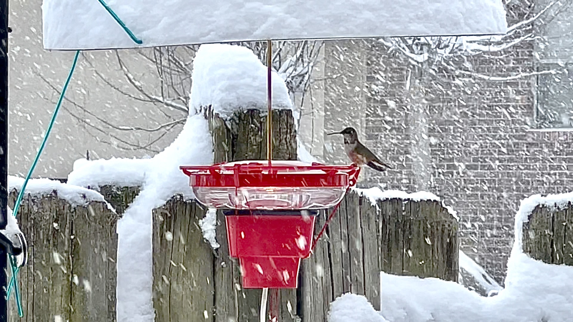 Hummingbird in snow